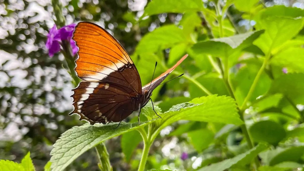 Colorful butterfly resting on tropical flowers at Boquete Butterfly Haven