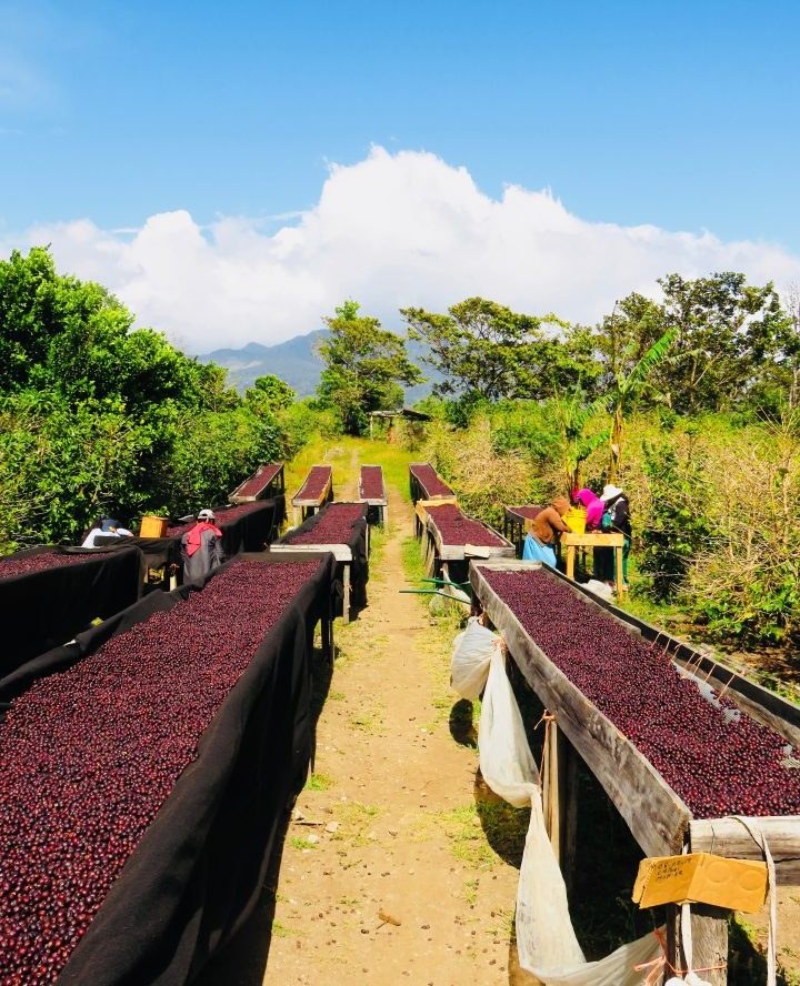 Historic Cafe Ruiz coffee shop and farm setting in Boquete Panama