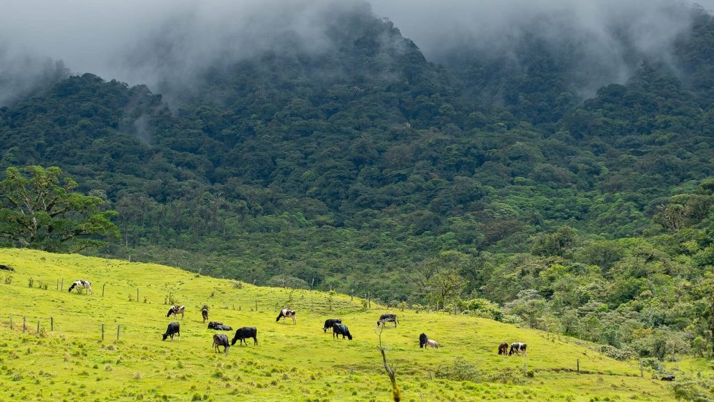 Lush green pastures and cloud forest mountains in Boquete Panama