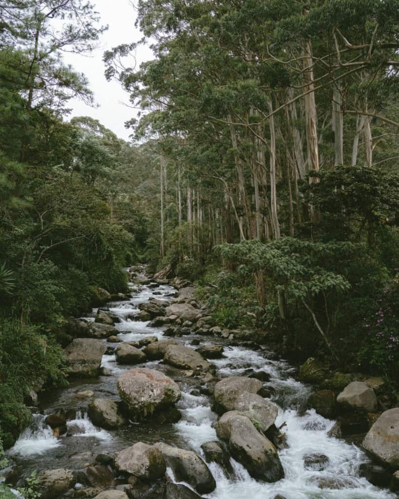 Scenic view of a mountain river flowing over smooth rocks surrounded by trees in Boquete