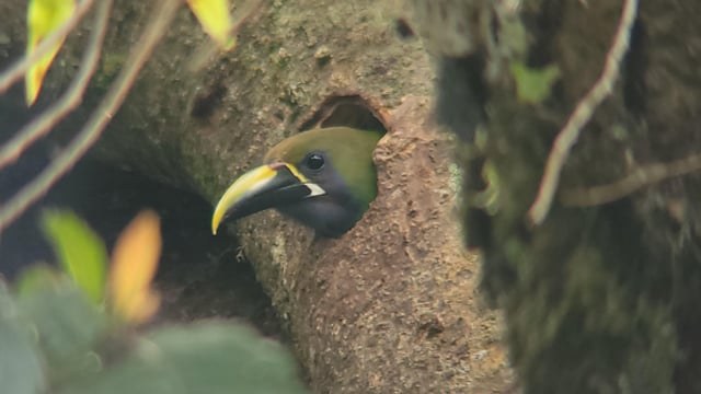 Colorful Emerald Toucanet perched in a cloud forest tree in Boquete Panama