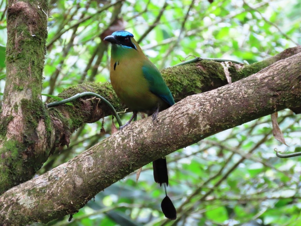 Lesson's Motmot with blue crown and tennis racket tail perched on a branch in Boquete