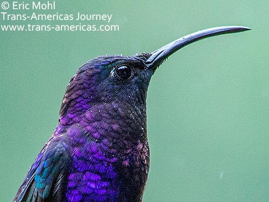 Violet Sabrewing hummingbird feeding on colorful mountain flower in Boquete