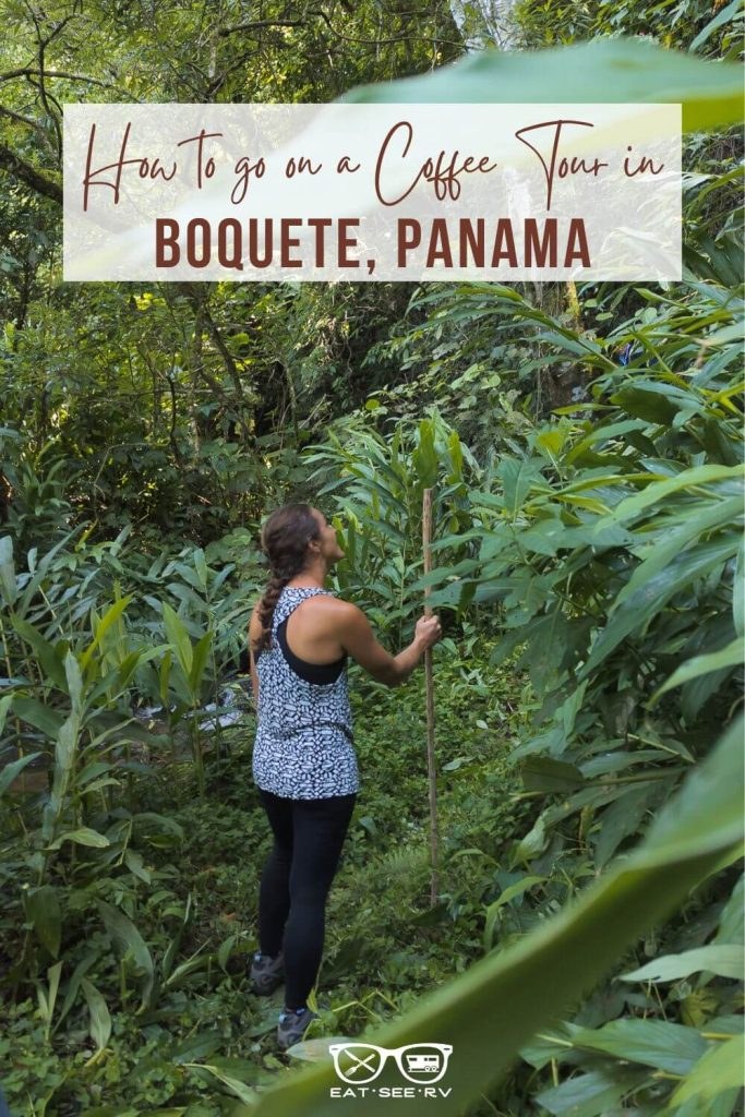 Visitor walking through high altitude shaded coffee plantation in Boquete Panama