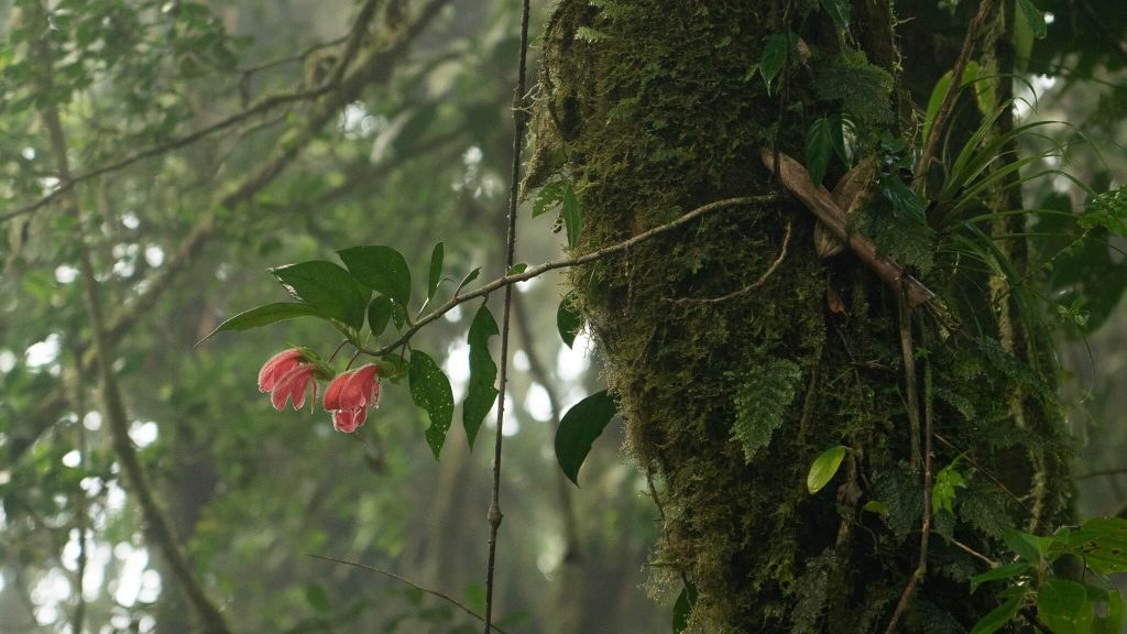 Vibrant red tropical flowers covered in dew along El Pianista Trail