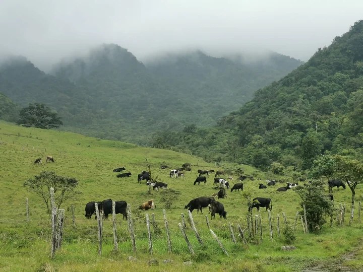 Cloud forest ridges and mountain vistas near the summit of El Pianista in Boquete