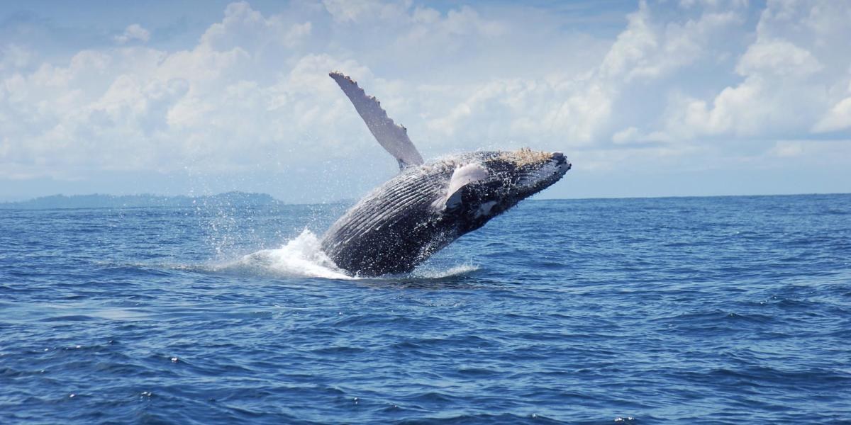 Majestic humpback whale breaching during migration in the Gulf of Chiriqui Pacific waters