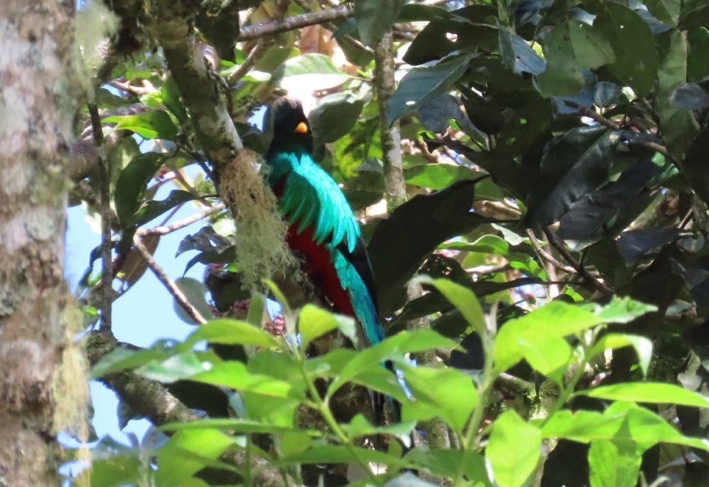 Magnificent green and red Resplendent Quetzal perched on a mossy branch in Boquete cloud forest