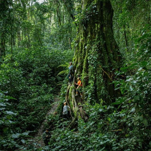 Hikers exploring the dense rainforest canopy beside giant trees in Bajo Mono Boquete