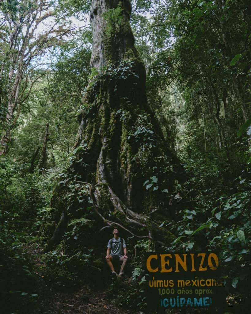 Hiker standing beside the massive thousand year old ancient tree on The Pipeline Trail in Boquete