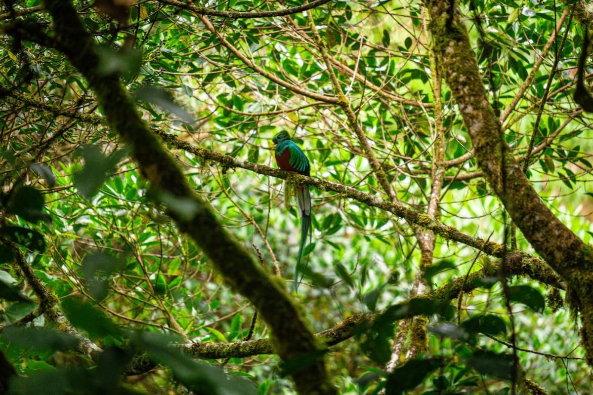 Magnificent Resplendent Quetzal perched on a moss-covered branch in the cloud forest canopy