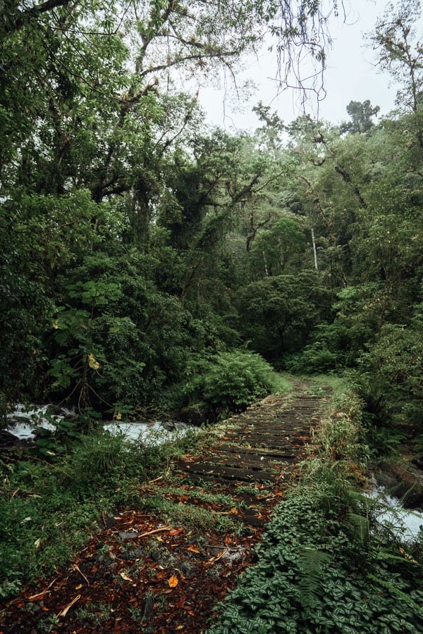 Hiking through towering primary cloud forest trees with lush vegetation on Sendero Los Quetzales