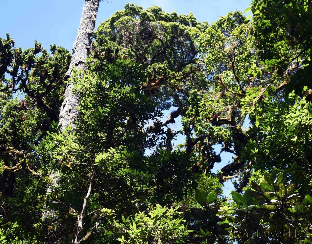 Ancient giant oak trees covered in thick green moss and highland ferns in Boquete
