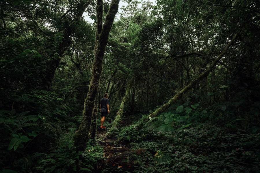 Rustic wooden suspension bridge over a crystal clear mountain stream on Sendero Los Quetzales