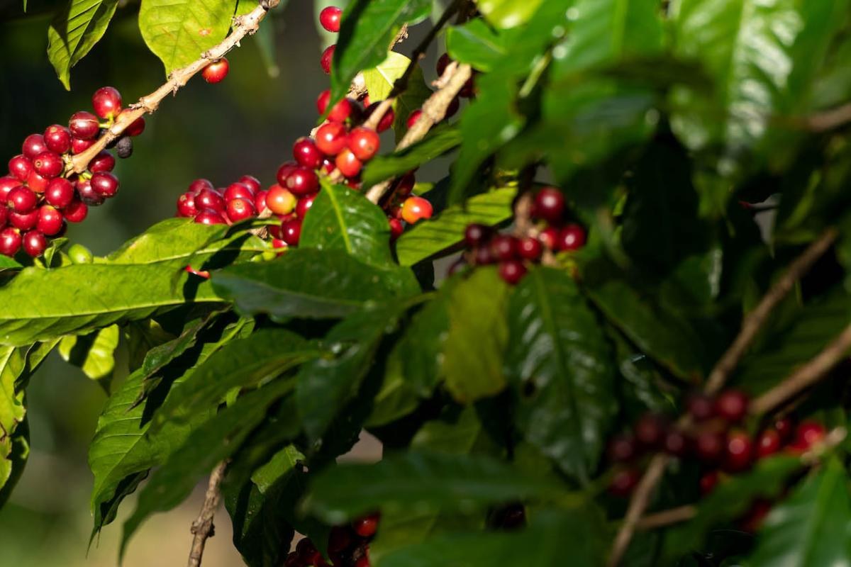 Coffee farmer holding freshly hand-picked red ripe coffee cherries in Boquete Panama