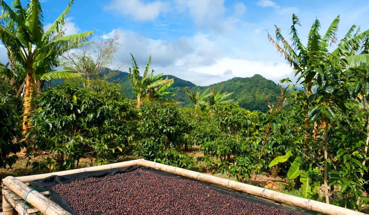 Secado de granos de café en una finca de Boquete