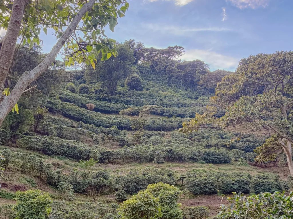 Laderas de montaña y bosque en Boquete